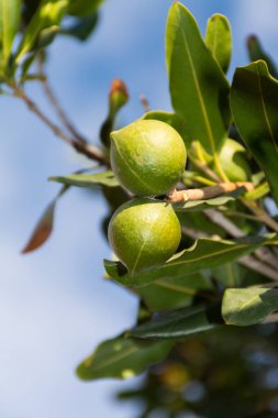 Sonsuza dek yeşil ağaçta Macadamia fındıkları, macadamia fidanlığı - pahalı yağ fındıkları