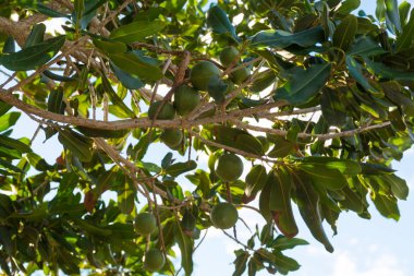 Sonsuza dek yeşil ağaçta Macadamia fındıkları, macadamia fidanlığı - pahalı yağ fındıkları