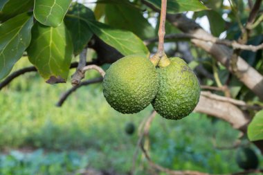 Yeşil olgun Avokado ağacı, avokado çiftlikte - sağlıklı gıda