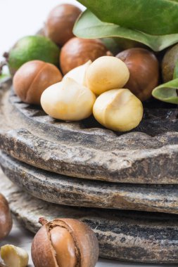 Macadamia fıstığı hasat yakın çekim