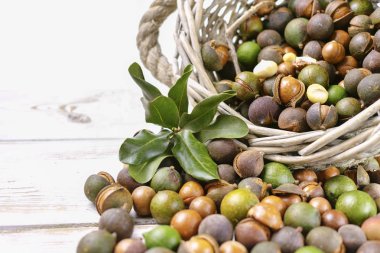 Macadamia fıstığı hasat yakın çekim