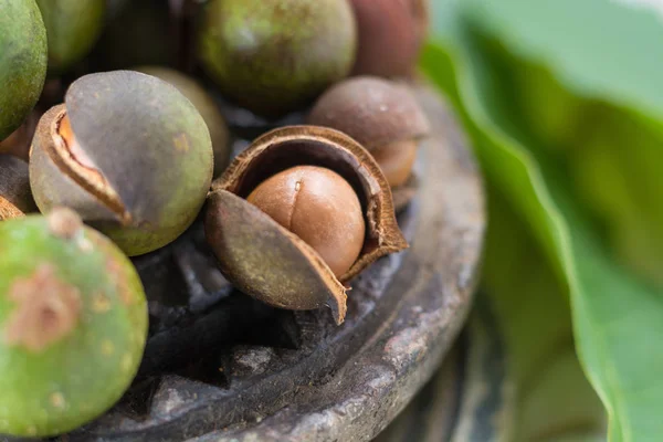 Macadamia Fıstığı Hasat Yakın Çekim — Stok fotoğraf