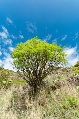 Hiç yeşil bitki su vulcanic lav alanı, Tenerife Adası, İspanya olmadan büyüyen