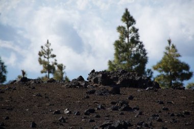 Teide Milli Parkı, Tenerife - en muhteşem seyahat hedef, lav ve Kanarya Adası Çam ağacı