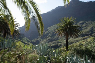 Masca Köyü, Tenerife - palmiye ağaçları ve dağlarla doğada