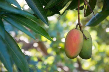 Tropik cennet - egzotik mango meyve RIPing ağaç, Tenerife, İspanya