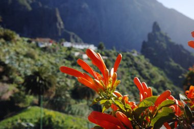 Masca Köyü, Tenerife - çiçek ve dağlar yıl boyu doğada