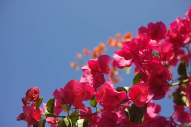 Parlak pembe begonviller bitki çiçek 