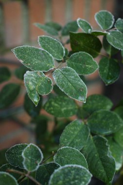 Hollanda 'da kış-donmuş Rode yaprakları ile hoarfrost, kış Mo
