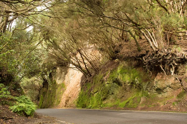 Route Dans Parc Rural Anaga Forêt Ancienne Sur Tenerife Îles — Photo
