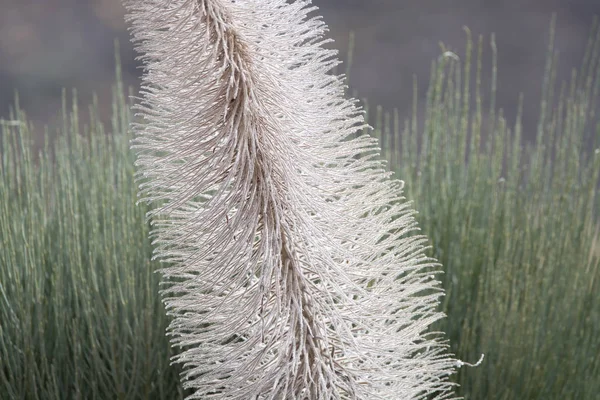 Endemic Flora Teide National Park Tenerife Canary Islands Spain — Stock Photo, Image