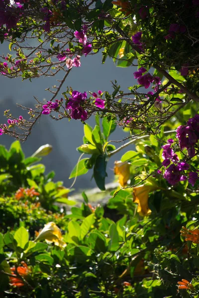 Natureza Masca Village Tenerife Flores Montanhas Exóticas — Fotografia de Stock