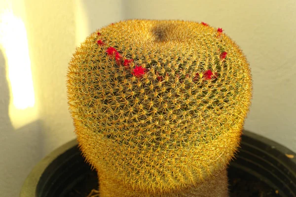 Evergreen tropical cactus succulent plant in clay pot on Tenerife in winter