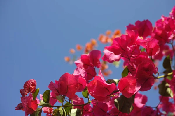 Flor rosa brilhante da planta de Bougainvillea — Fotografia de Stock