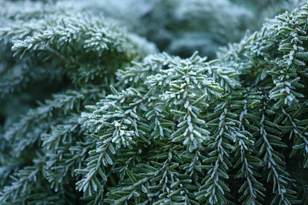 Winter in Holland - frozen conifer with hoarfrost, winter morning — Stock Photo, Image