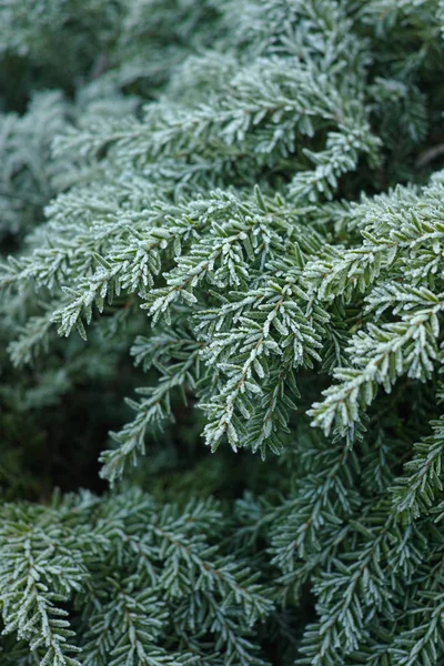 Inverno na Holanda - conífera congelada com geada, manhã de inverno — Fotografia de Stock