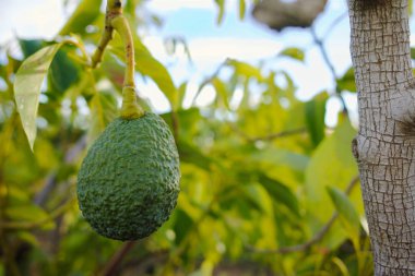 Yeşil olgun Avokado ağacı, avokado çiftlikte
