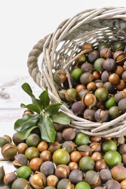 Macadamia fındık kabuğu - lezzetli pahalı yağ fındık 