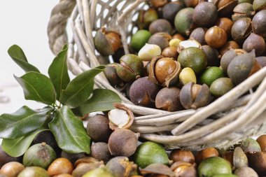 Macadamia fındık kabuğu - lezzetli pahalı yağ fındık 