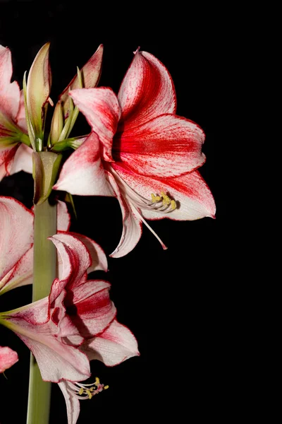 Hippeastrum Amaryllis Charisma, ibrida olandese, fiore bianco-rosa — Foto Stock