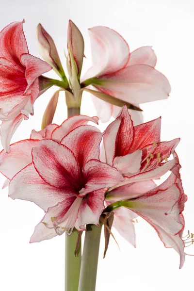 Hippeastrum Amaryllis Charisma, Dutch hybride, white-pink flower — Stock Photo, Image