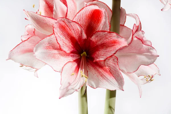 Hippeastrum Amaryllis Charisma, Dutch hybride, white-pink flower — Stock Photo, Image