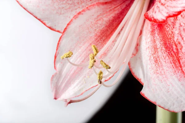 Hippeastrum Amaryllis Charisma, Dutch hybride, white-pink flower — Stock Photo, Image