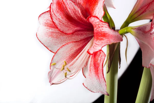 Hippeastrum Amaryllis Charisma, Dutch hybride, white-pink flower — Stock Photo, Image
