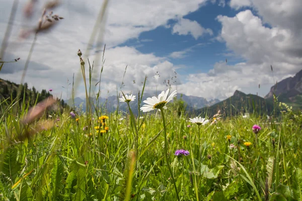 Typowy krajobraz Dolomitów w lecie — Zdjęcie stockowe