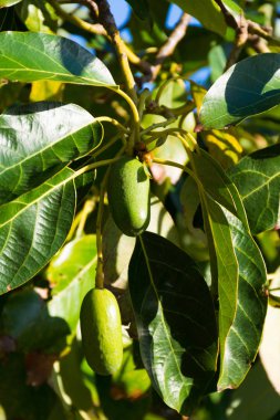 Yeşil olgun Avokado ağacı, avokado çiftlikte