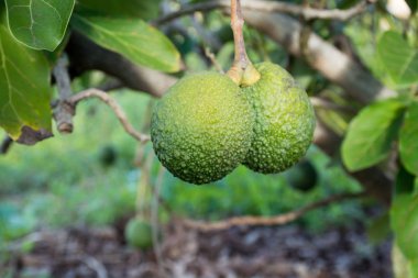 Yeşil olgun Avokado ağacı, avokado çiftlikte