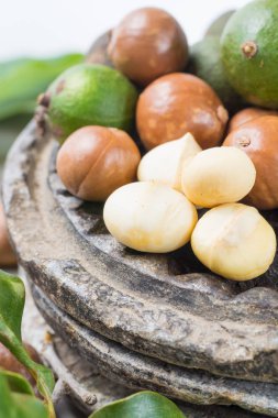 Macadamia fındık kabuğu - lezzetli pahalı yağ fındık 