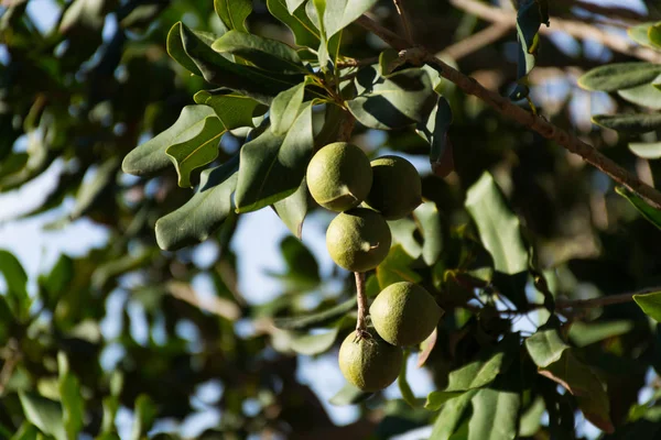 Las nueces de macadamia en el árbol de hoja perenne - las nueces gordas caras — Foto de Stock