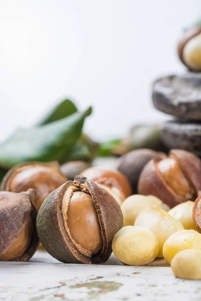 Macadamia Fıstığı Hasat Yakın Çekim — Stok fotoğraf