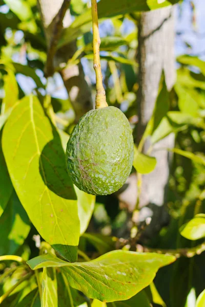 Green ripe avocado on the tree, avocado plantation - healthy food