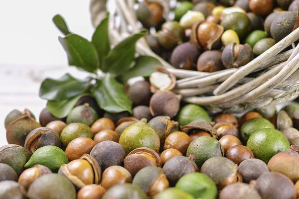 Macadamia fıstığı hasat yakın çekim