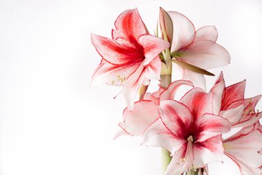 Hippeastrum Amaryllis karizma, Hollandalı hibrid, büyük beyaz-pembe çiçekler
