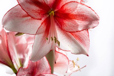 Hippeastrum Amaryllis karizma, Hollandalı hibrid, beyaz-Pembe çiçek