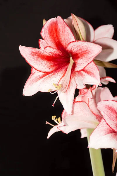 Hippeastrum Amaryllis Charisma Dutch Hybride Big White Pink Flowers — Stock Photo, Image