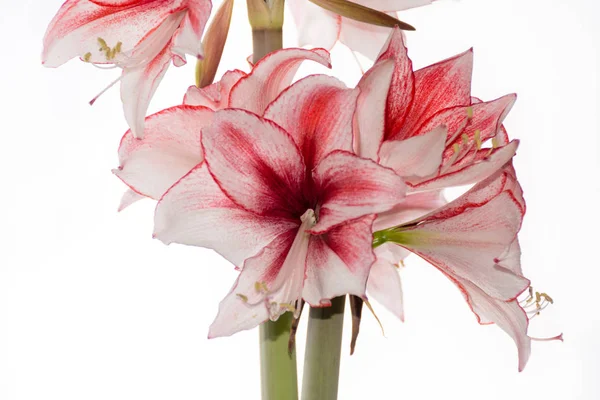 Hippeastrum Amaryllis Charisma Dutch Hybride Big White Pink Flowers — Stock Photo, Image