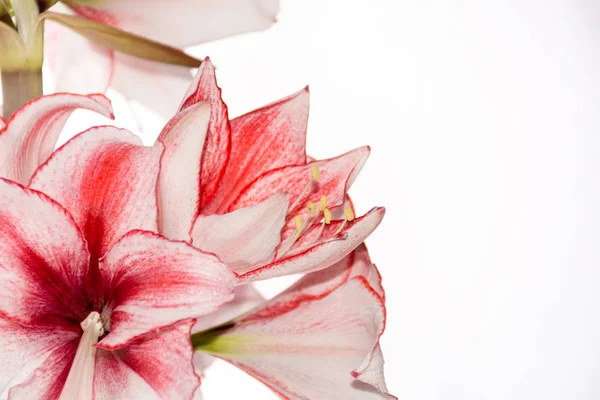 Hippeastrum Amaryllis Charisma Dutch Hybride Big White Pink Flowers — Stock Photo, Image