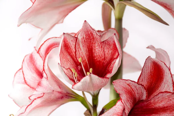 Hippeastrum Amaryllis Charisma Holländische Hybride Große Weiß Rosa Blüten — Stockfoto