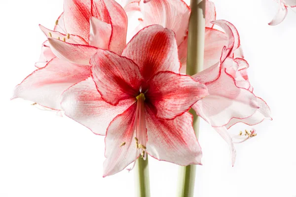 Hippeastrum Amaryllis Charisma Nederlandse Hybride Grote Witte Roze Bloemen — Stockfoto