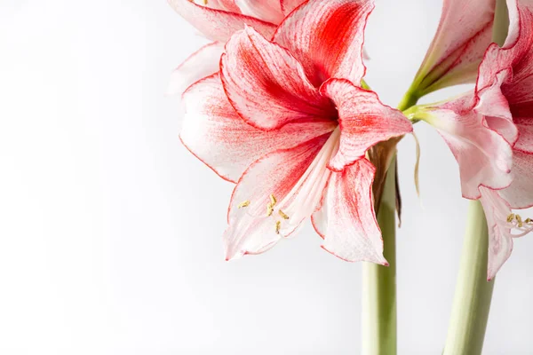 Hippeastrum Amaryllis Charisma Holländische Hybride Große Weiß Rosa Blüten — Stockfoto