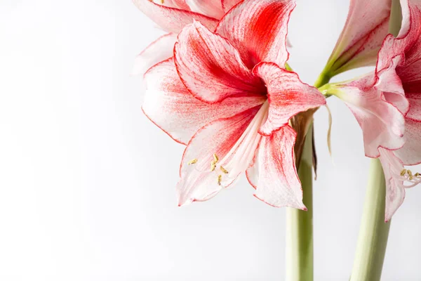 Hippeastrum Amaryllis Charisma Nederlandse Hybride Grote Witte Roze Bloemen — Stockfoto