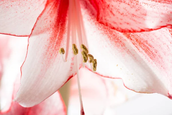 Hippeastrum Amaryllis Charisma Nederlandse Hybride Grote Witte Roze Bloemen — Stockfoto