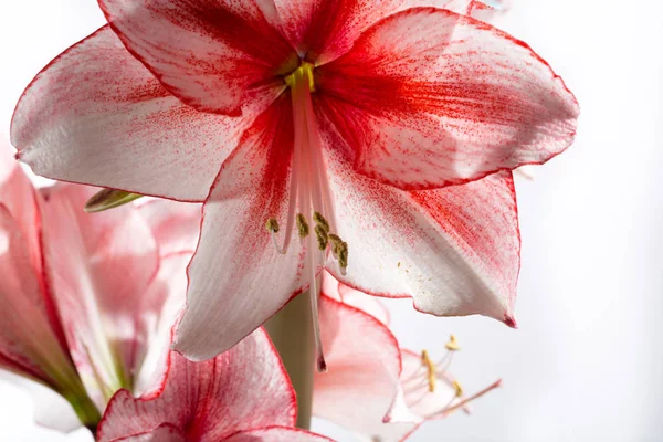 Hippeastrum Amaryllis karizma, Hollandalı hibrid, beyaz-Pembe çiçek — Stok fotoğraf