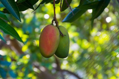 Mango RIPing ağaç, mango tarlaları
