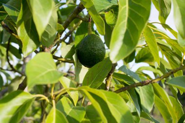 Yeşil olgun Avokado ağacı, avokado çiftlikte - sağlıklı gıda