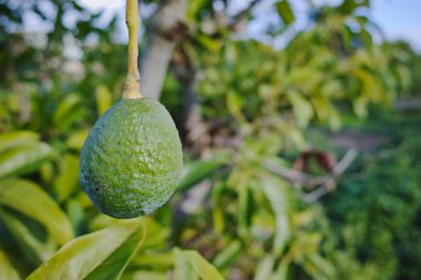 Yeşil olgun Avokado ağacı, avokado çiftlikte - sağlıklı gıda